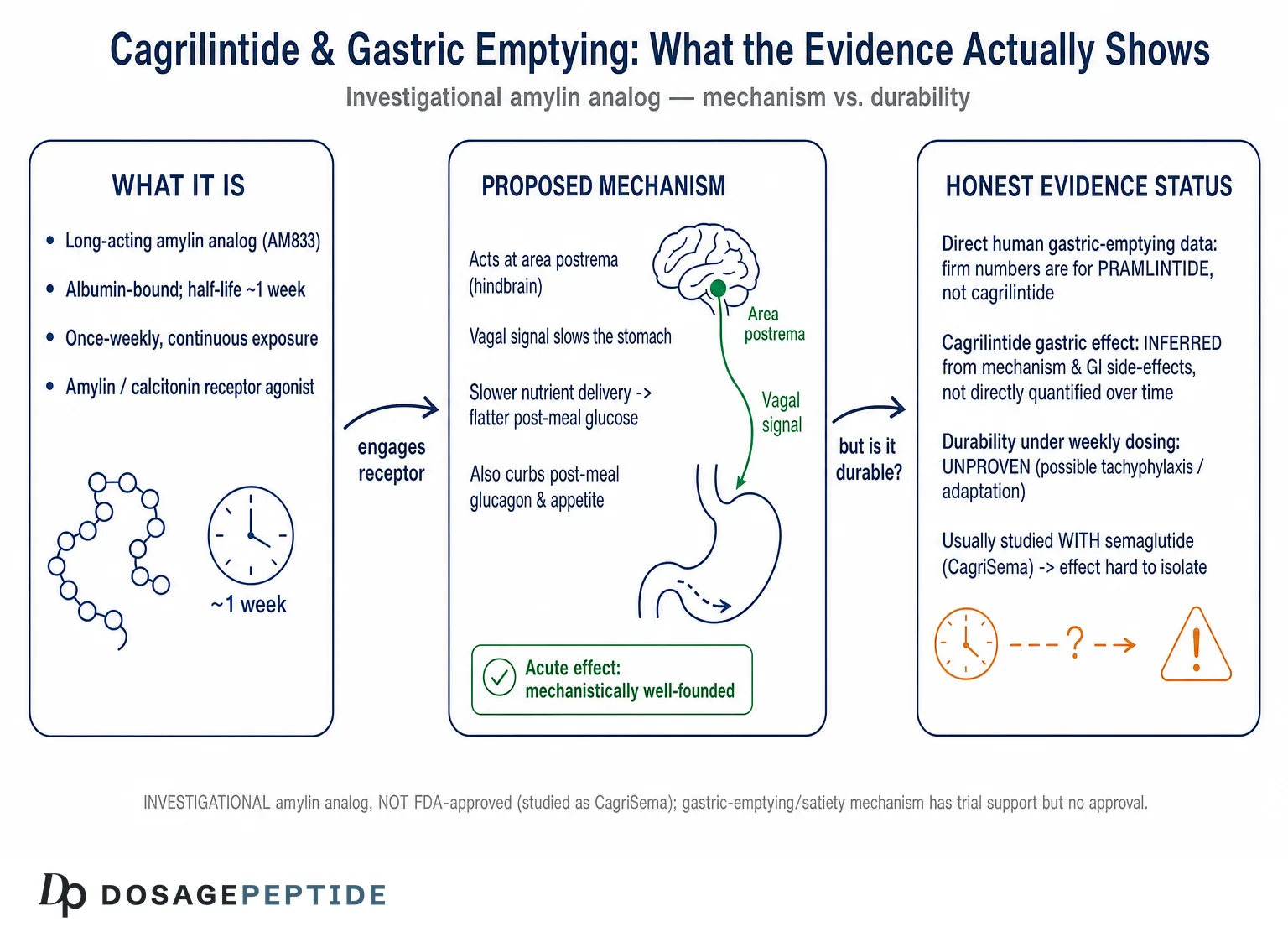 How Does Cagrilintide Affect Gastric Emptying and Postprandial Metabolism? — Dosage Peptide infographic