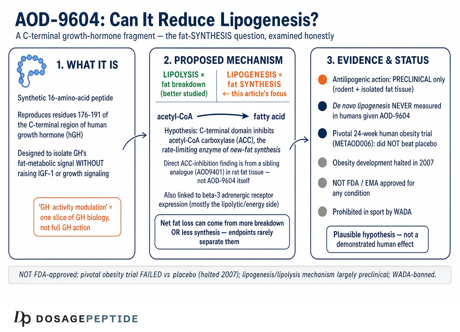 AOD-9604 and Fat Loss: What the Clinical Trials Actually Found