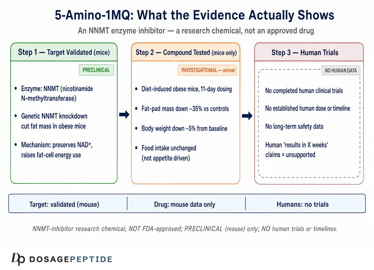 5-Amino-1MQ Results: What the Research Actually Shows — Dosage Peptide infographic