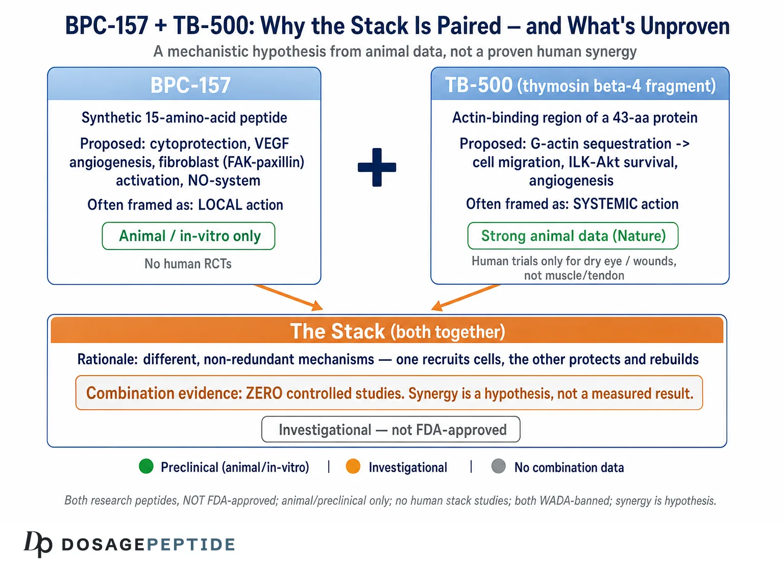 BPC-157 + TB-500 Stack: Why Researchers Combine Them (2026)