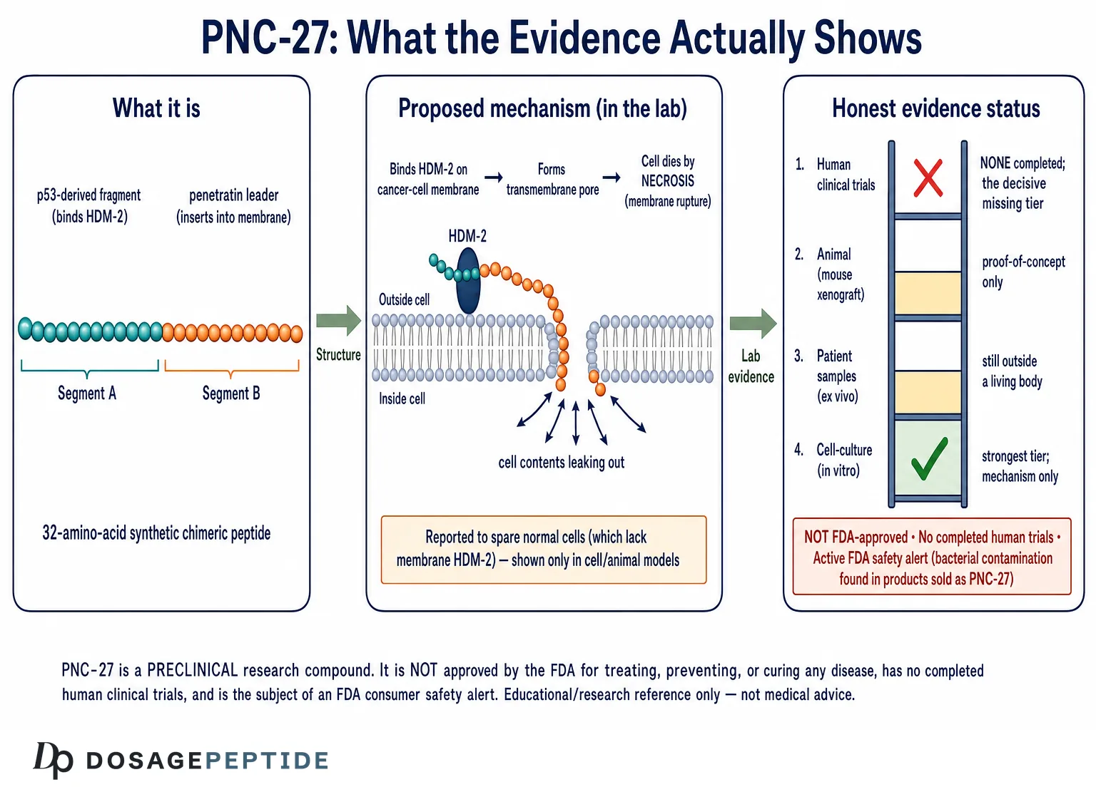 What is PNC-27? The Anti-Cancer Peptide Explained — Dosage Peptide infographic