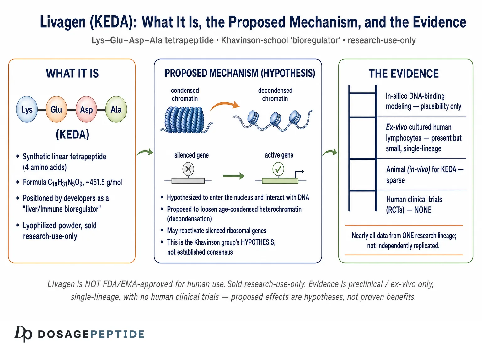 What is Livagen? Mechanism, Benefits, Dosage & More — Dosage Peptide infographic