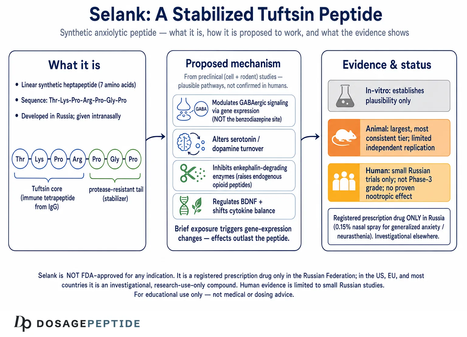 What Is Selank? A Nootropic Peptide for Anxiety & Cognition — Dosage Peptide infographic