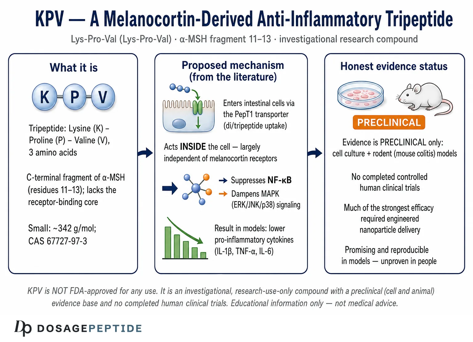 What is KPV? The Anti-Inflammatory Peptide for Gut, Skin, and Beyond — Dosage Peptide infographic
