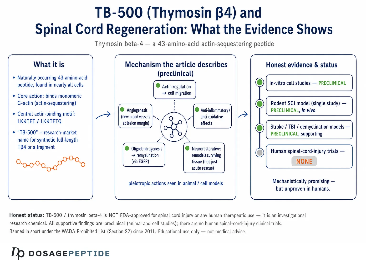 Can TB-500 Support Regeneration in Spinal Cord Injuries? — Dosage Peptide infographic
