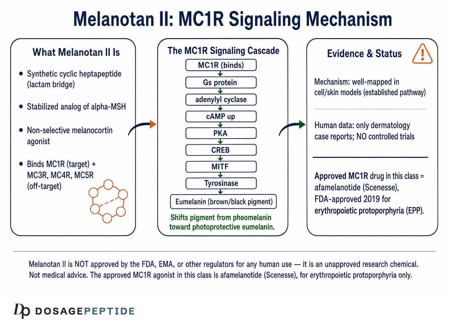 How does Melanotan II modulate MC1 signaling in pigmentation research? — Dosage Peptide infographic