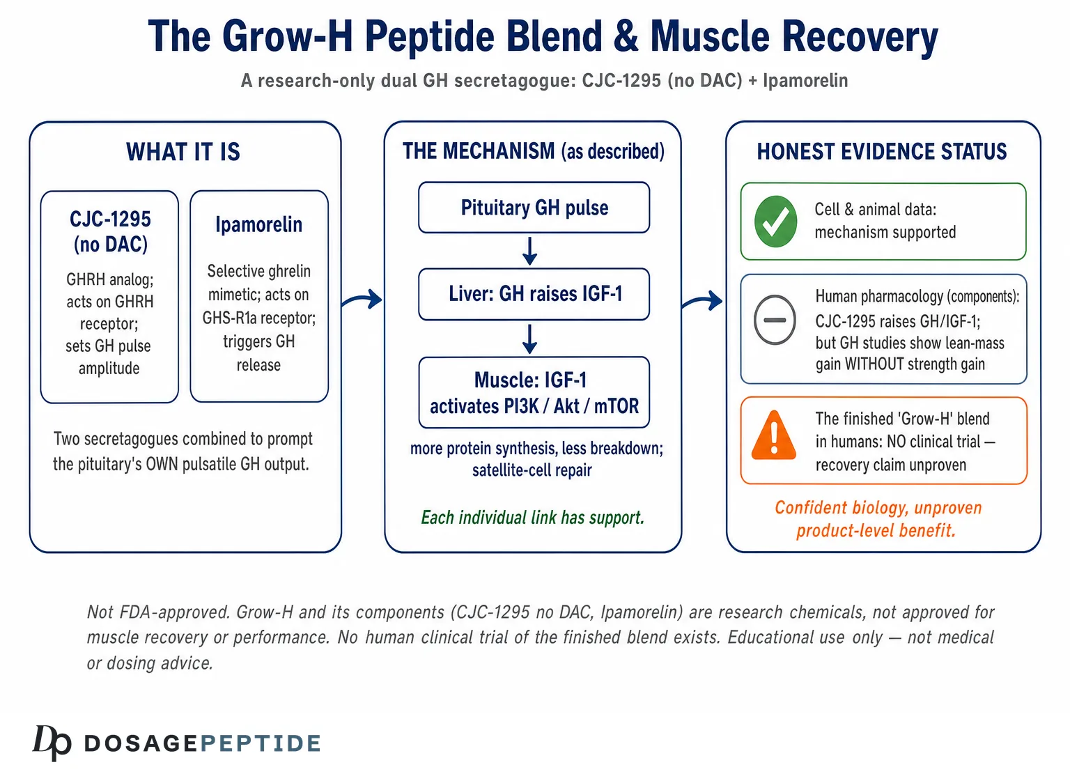 How Does the Grow-H Peptide Blend Influence Muscle Recovery and Performance Pathways? — Dosage Peptide infographic