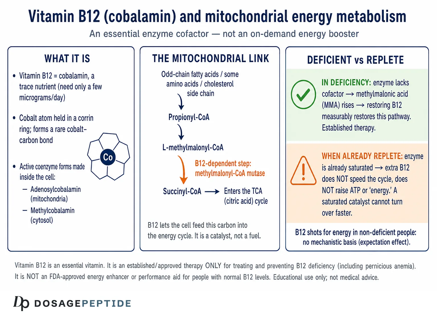 What Is The Role of Vitamin B12 In Controlling Mitochondrial Energy Processes? — Dosage Peptide infographic