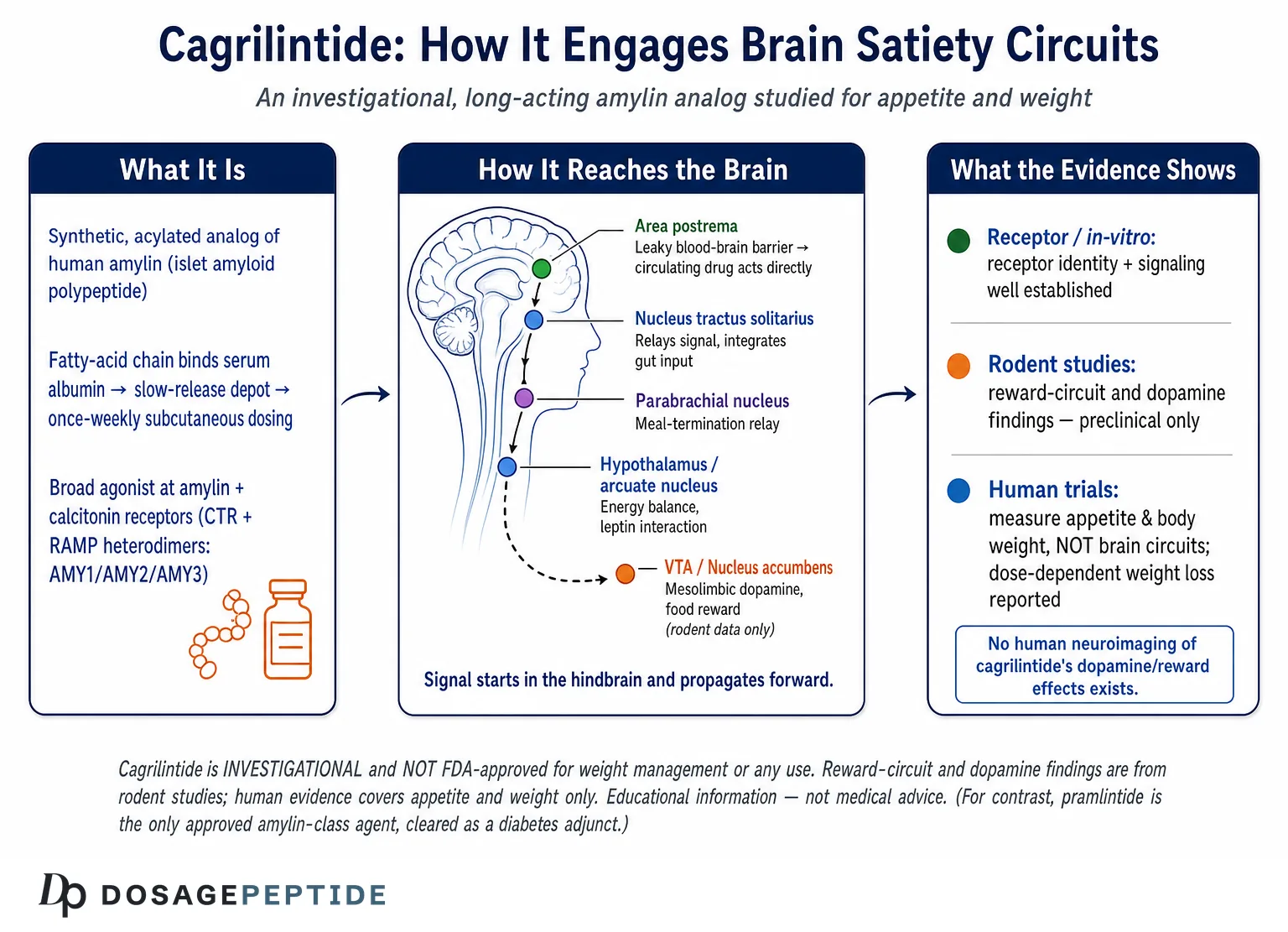 How Does Cagrilintide Influence Brain Satiety Circuits and Reward-Driven Eating? — Dosage Peptide infographic
