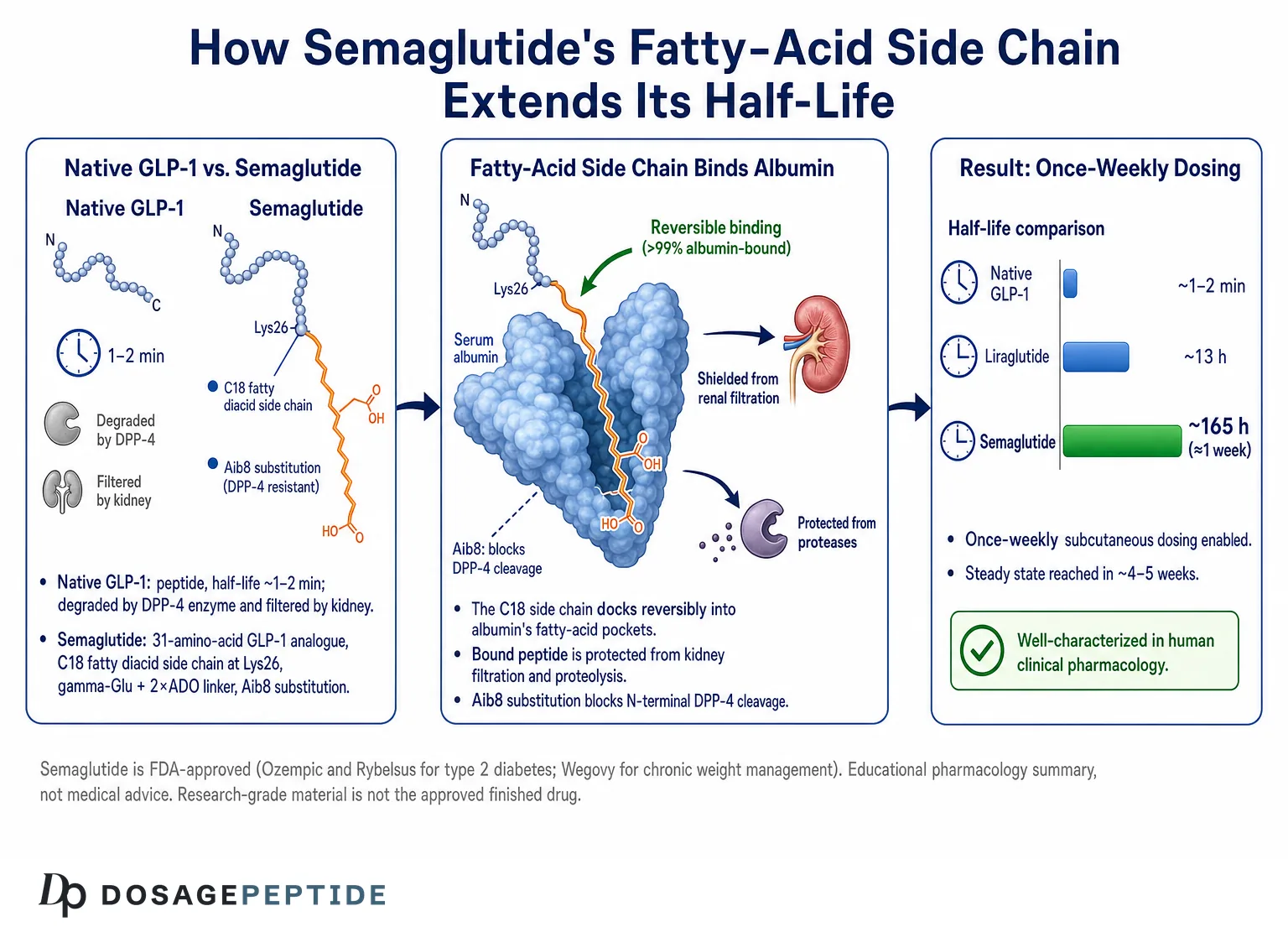 How Does Fatty-Acid Conjugation Shape Semaglutide Pharmacokinetics in Experimental Models? — Dosage Peptide infographic