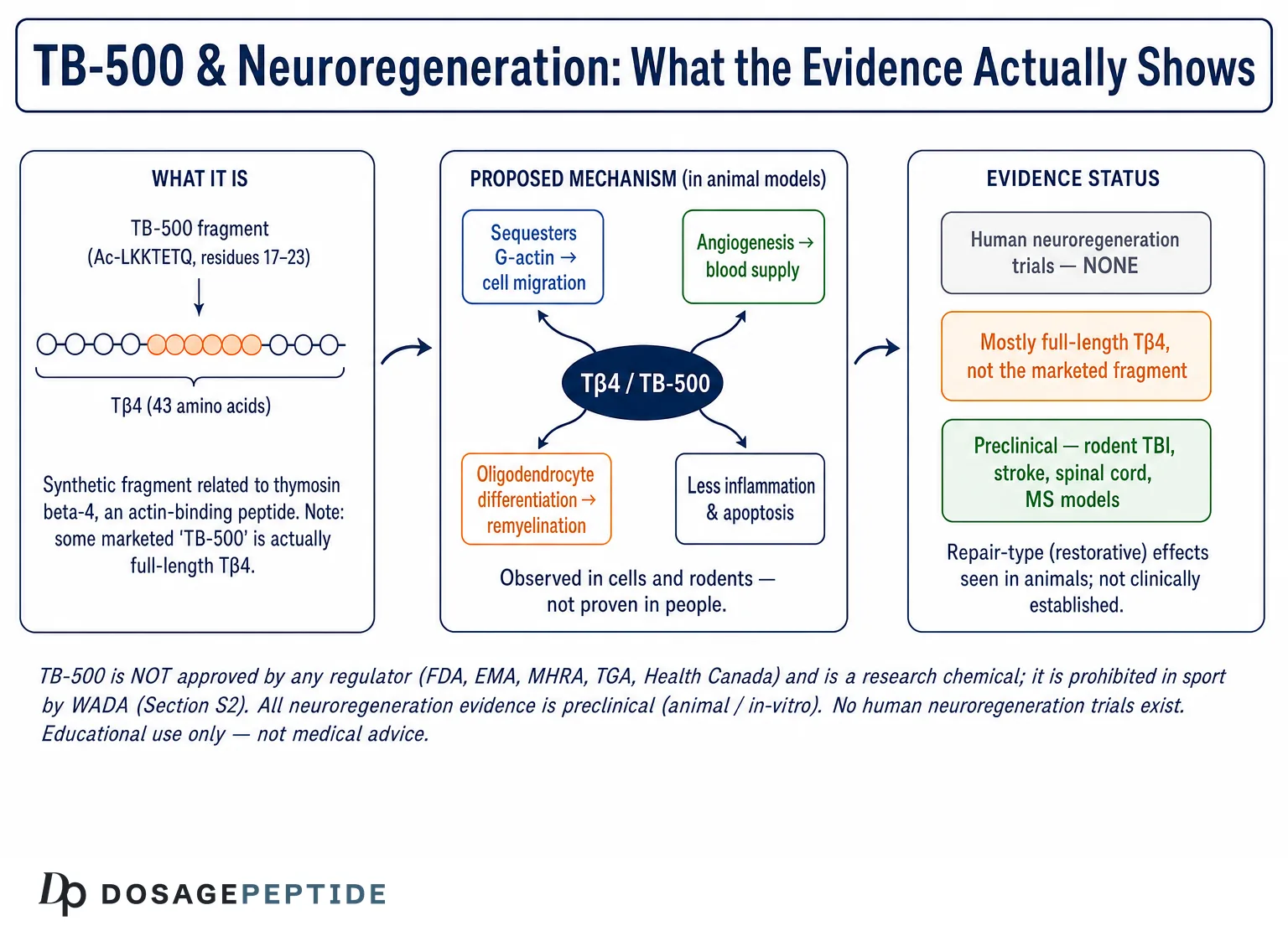 Does Experimental Evidence Support a Neuroregenerative Role of TB-500?