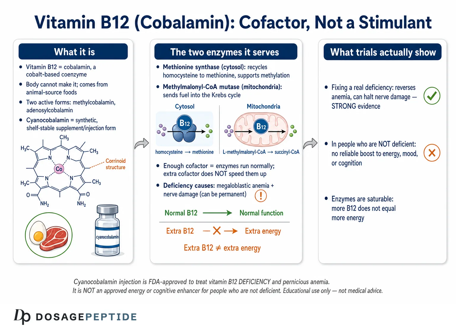 Vitamin B12 (Cyanocobalamin) and Energy Metabolism: The Research — Dosage Peptide infographic