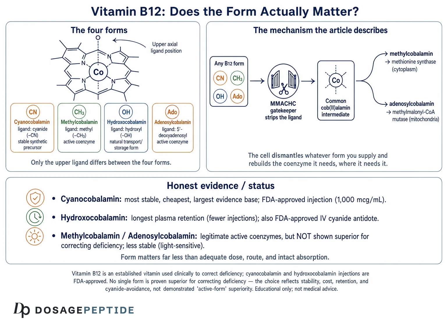Cyanocobalamin vs Methylcobalamin: Which B12 Form Does Research Favor? — Dosage Peptide infographic