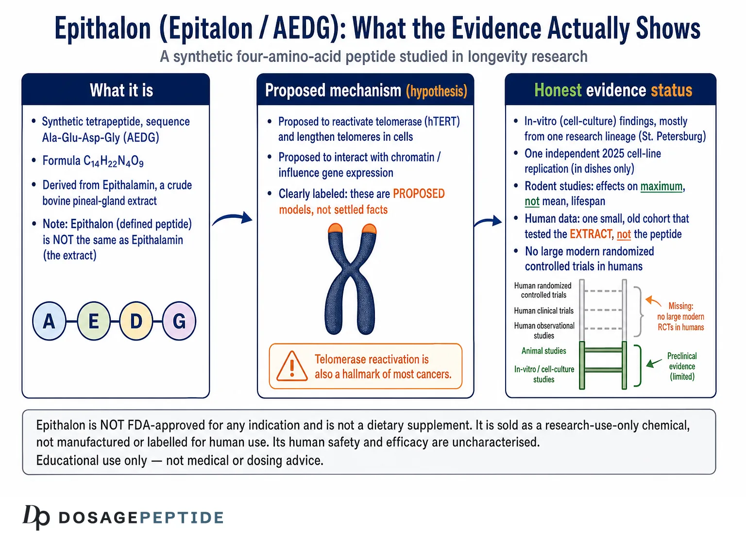 What Is Epithalon? Telomerase, Aging & the Research Evidence — Dosage Peptide infographic