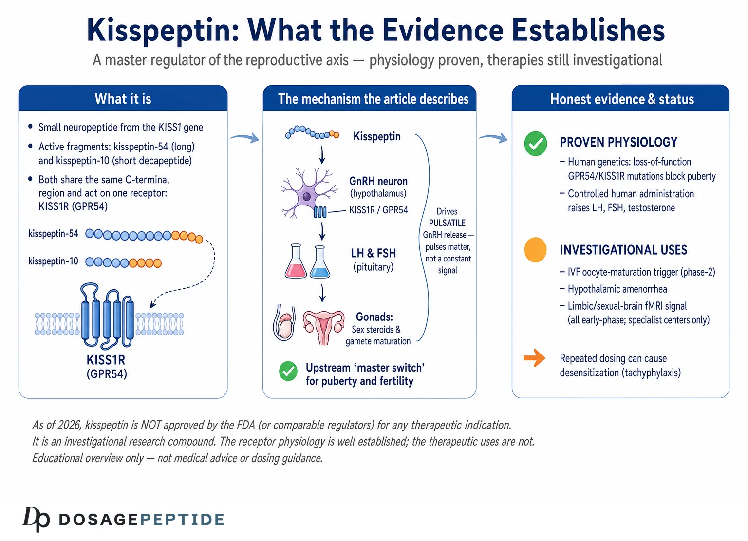 What Is Kisspeptin? Reproductive Hormone Signaling & Research — Dosage Peptide infographic