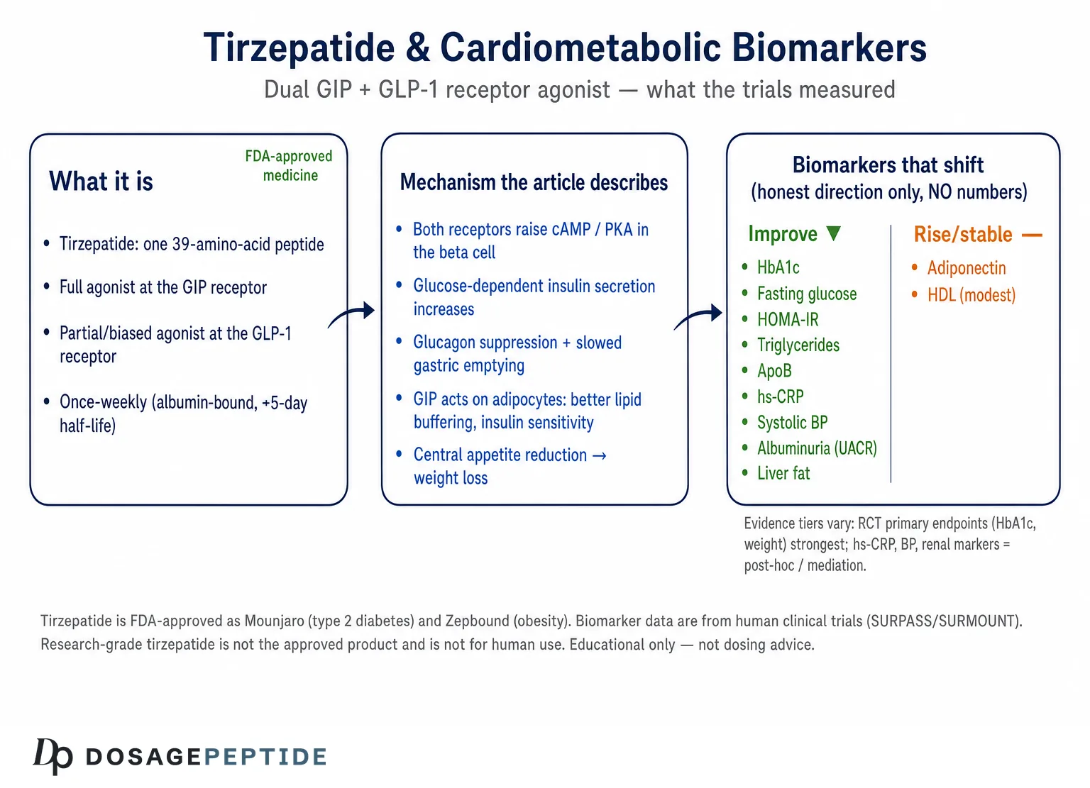 How Does Tirzepatide Influence Cardiometabolic Biomarkers in Clinical Research Populations? — Dosage Peptide infographic
