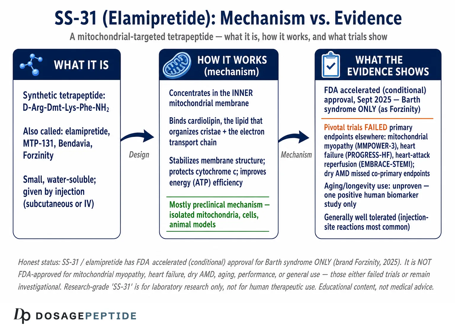What Is SS-31 (Elamipretide)? Mitochondrial-Targeted Peptide Research — Dosage Peptide infographic