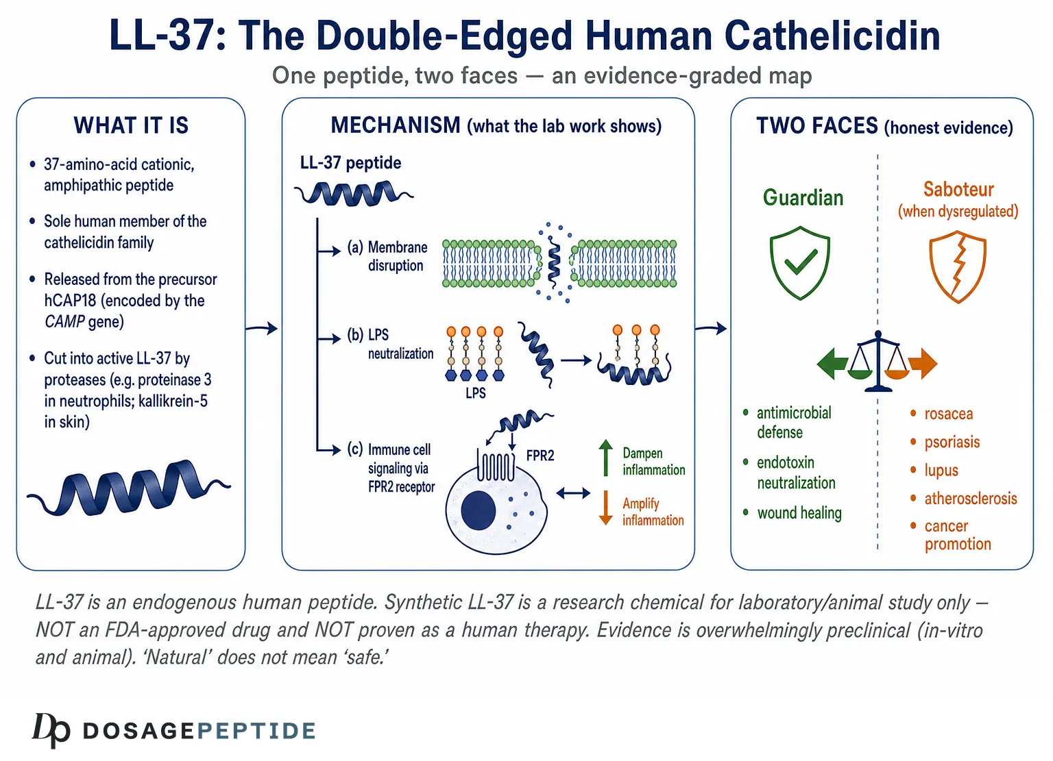 What Is LL-37? The Human Cathelicidin Peptide — Dosage Peptide infographic