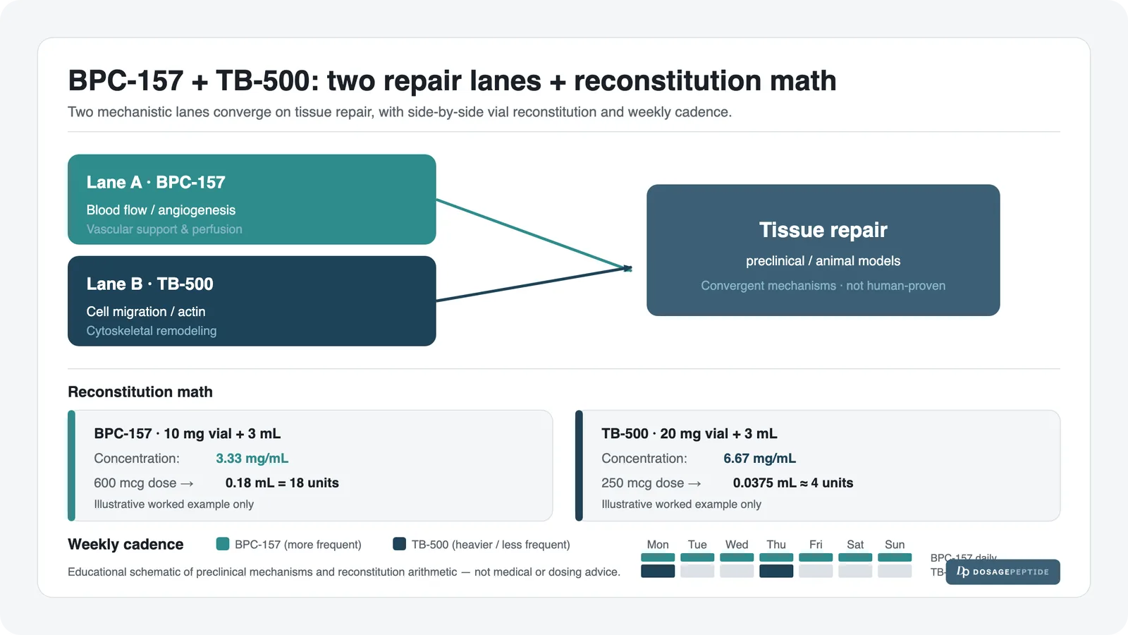 BPC-157 plus TB-500 recovery protocol schematic: two mechanistic lanes (BPC-157 blood flow and angiogenesis, TB-500 cell migration) converging on tissue repair, with reconstitution math for the 10 mg and 20 mg blend vials and a weekly injection cadence.