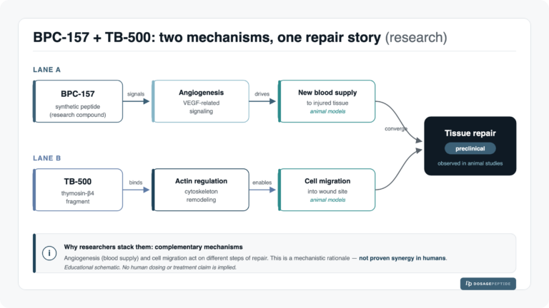 BPC-157 + TB-500: The Recovery Blend Explained — Why Researchers Stack Them