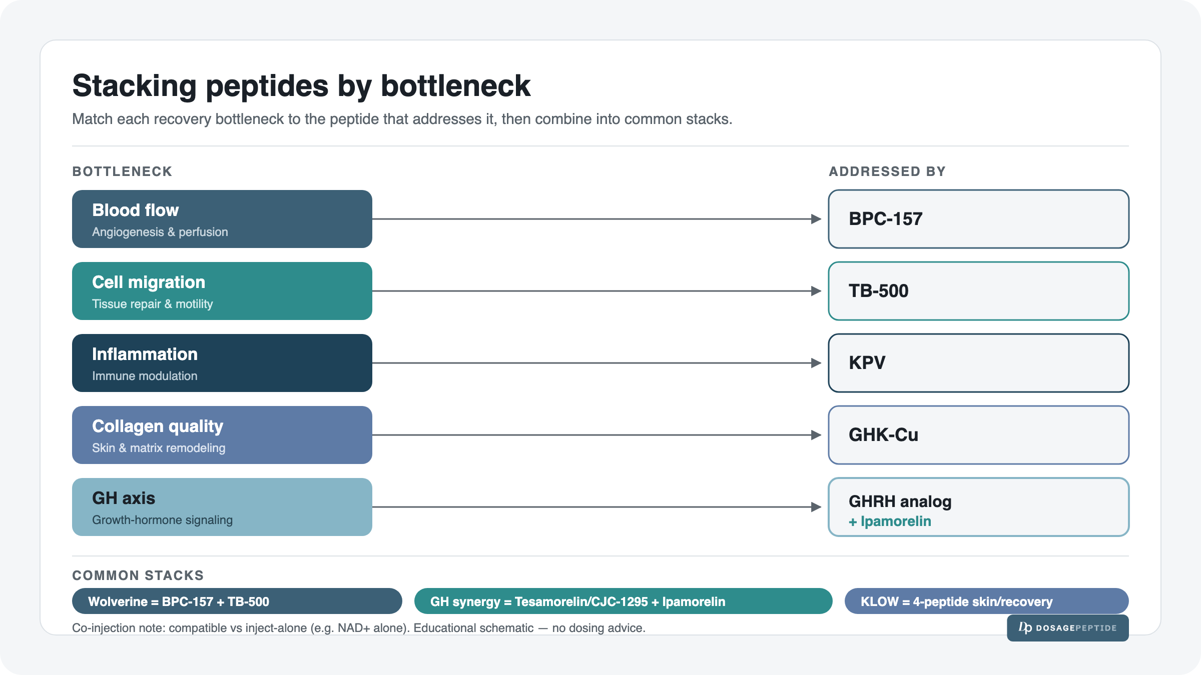 Peptide-stacking bottleneck schematic: five recovery bottlenecks (blood flow, cell migration, inflammation, collagen quality and the GH axis) each mapped to the peptide that addresses it (BPC-157, TB-500, KPV, GHK-Cu and a GHRH analog plus Ipamorelin), with a common-stacks row (Wolverine equals BPC-157 plus TB-500, GH synergy equals a GHRH analog plus Ipamorelin, KLOW as a four-peptide skin and recovery blend).