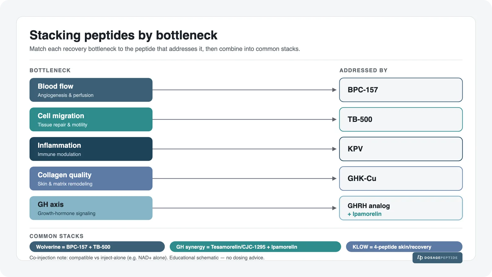 Peptide-stacking bottleneck schematic: five recovery bottlenecks (blood flow, cell migration, inflammation, collagen quality and the GH axis) each mapped to the peptide that addresses it (BPC-157, TB-500, KPV, GHK-Cu and a GHRH analog plus Ipamorelin), with a common-stacks row (Wolverine equals BPC-157 plus TB-500, GH synergy equals a GHRH analog plus Ipamorelin, KLOW as a four-peptide skin and recovery blend).