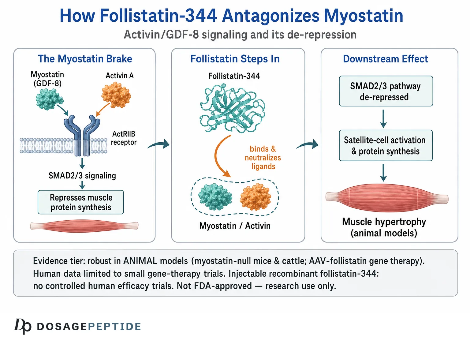 Diagram of how follistatin-344 antagonizes myostatin and activin to de-repress the SMAD2/3 muscle-growth pathway