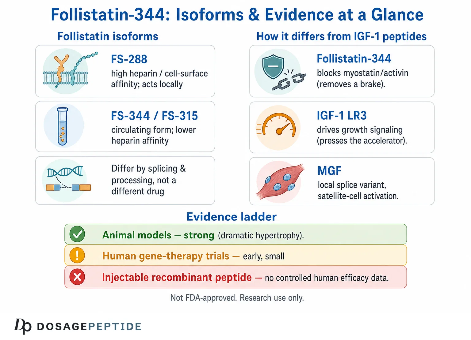 What Is Follistatin-344? Myostatin Inhibition & Muscle-Growth Research Explained