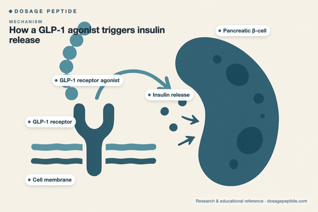 Diagram: how a GLP-1 receptor agonist triggers insulin release from a pancreatic beta-cell