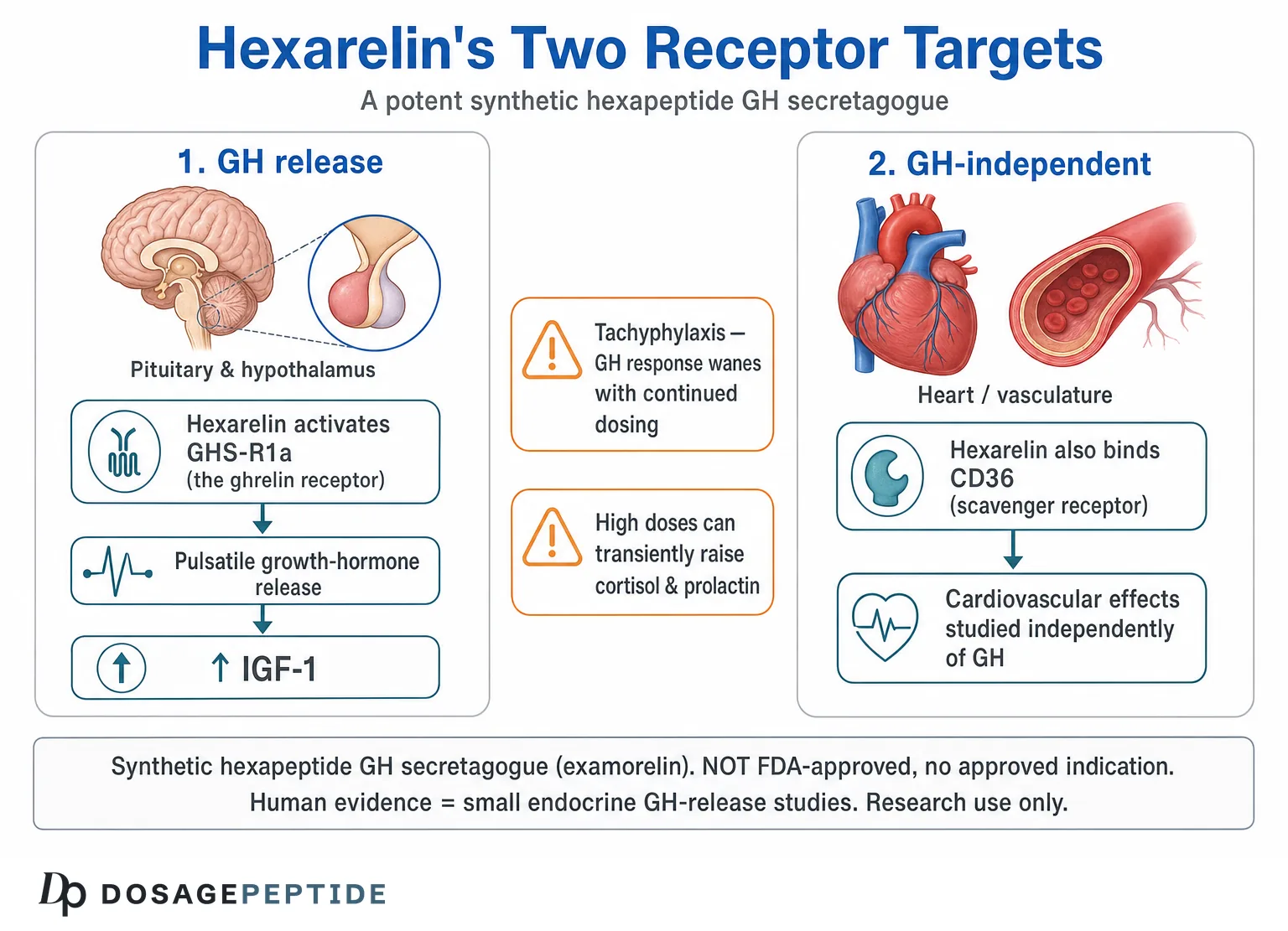 Diagram of hexarelin's two receptor targets: GHS-R1a for GH release and CD36 for cardiovascular effects
