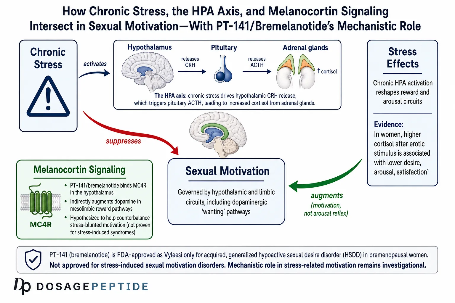 Diagram of how chronic stress and HPA-axis activation intersect with sexual motivation: cortisol elevation, suppressed mesolimbic dopamine, and PT-141 (bremelanotide) MC4R melanocortin signalling as a hypothesised counterbalance.