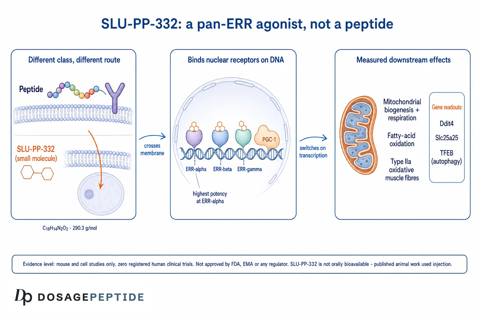 Diagram: SLU-PP-332 is a small molecule, not a peptide; it crosses the cell membrane and activates ERR-alpha, ERR-beta and ERR-gamma on DNA with PGC-1, switching on mitochondrial biogenesis, fatty-acid oxidation and type IIa oxidative muscle fibres. Evidence is mouse and cell only, with zero registered human trials.