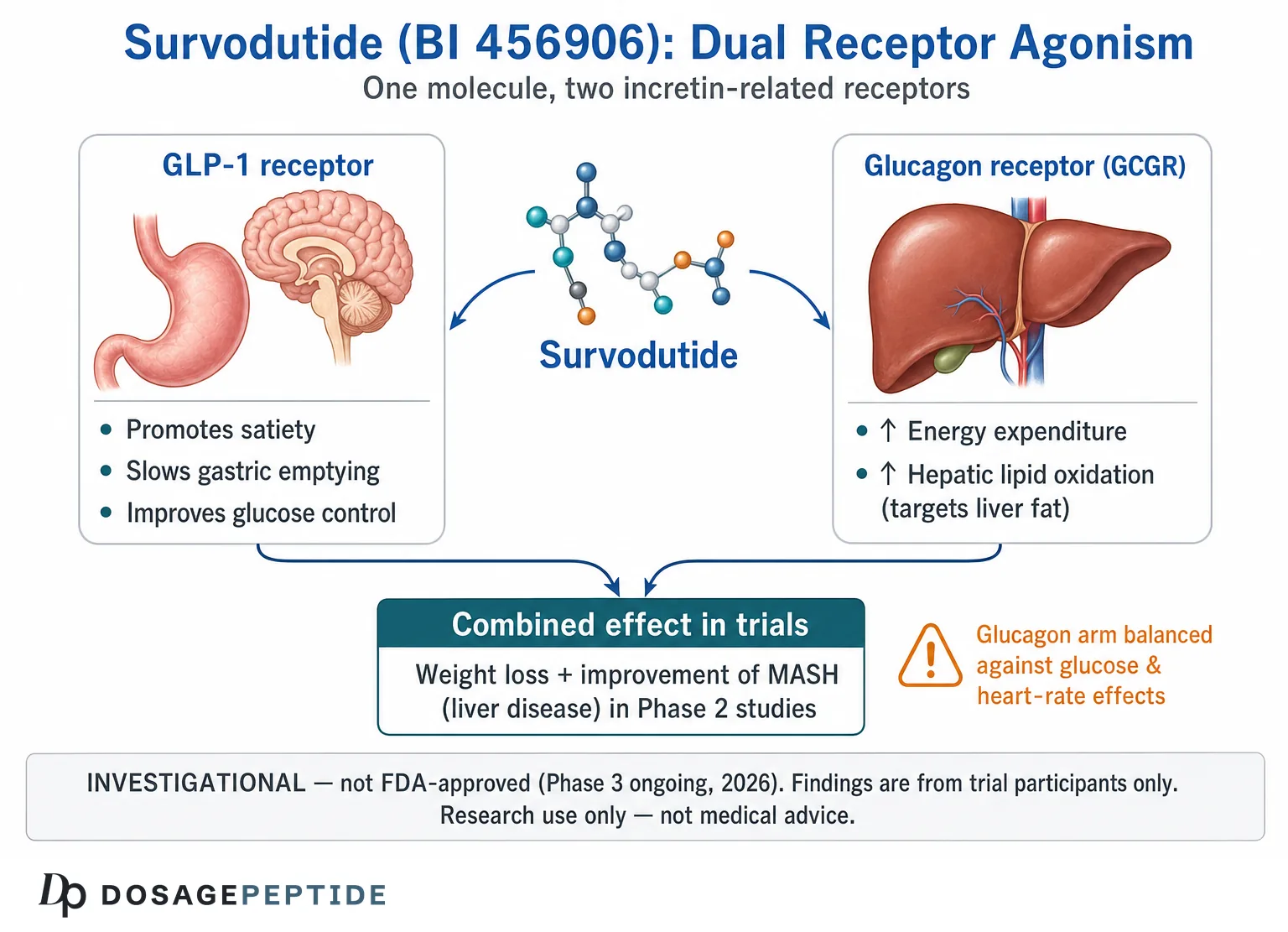 Diagram of survodutide BI 456906 dual GLP-1 receptor and glucagon receptor agonism