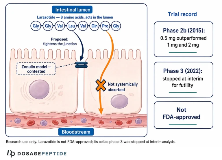 What Is Larazotide Acetate? Tight-Junction Research and What the Phase 3 Trial Showed