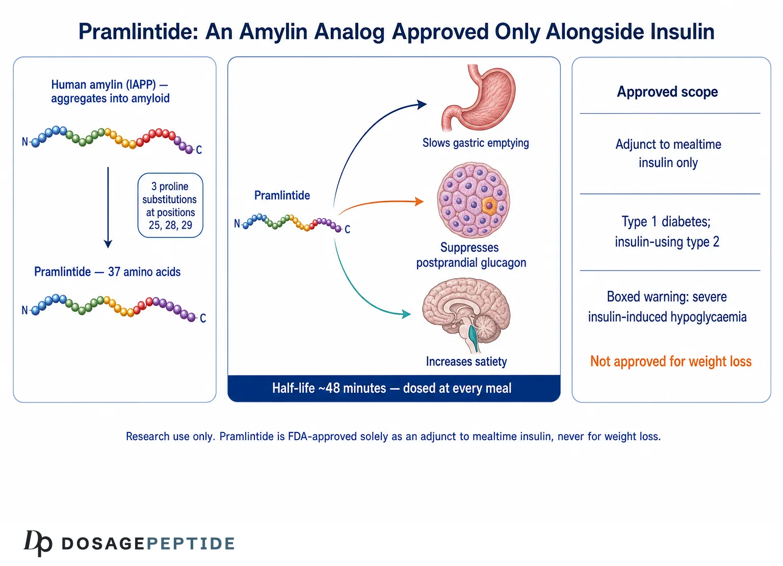 Diagram of pramlintide as a 37-amino-acid amylin analog with three proline substitutions, its three mechanisms of action, and its FDA-approved scope as an adjunct to mealtime insulin only