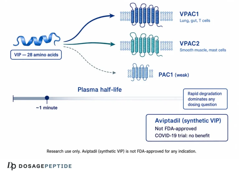 What Is VIP (Vasoactive Intestinal Peptide)? Receptors, Half-Life and the Clinical Trial Record