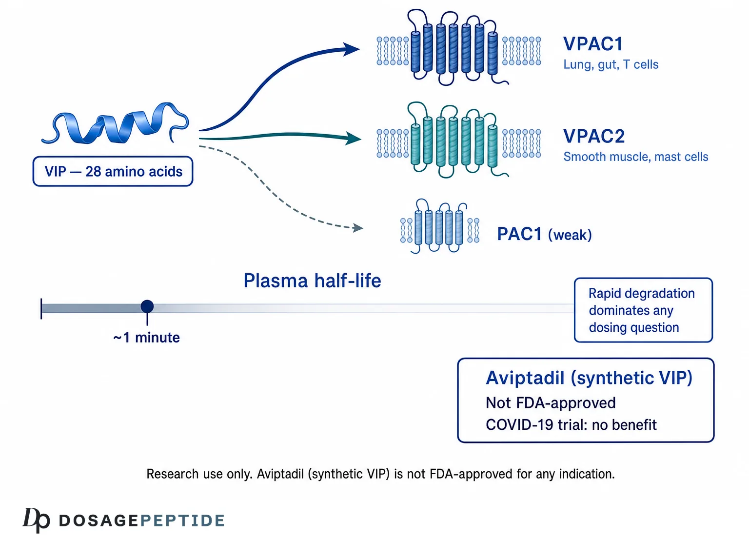Diagram of vasoactive intestinal peptide signalling at VPAC1, VPAC2 and PAC1 receptors, its approximately one-minute plasma half-life, and the not-FDA-approved status of aviptadil