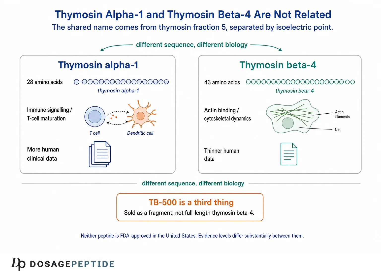 Side-by-side disambiguation of thymosin alpha-1 and thymosin beta-4 with a TB-500 caveat