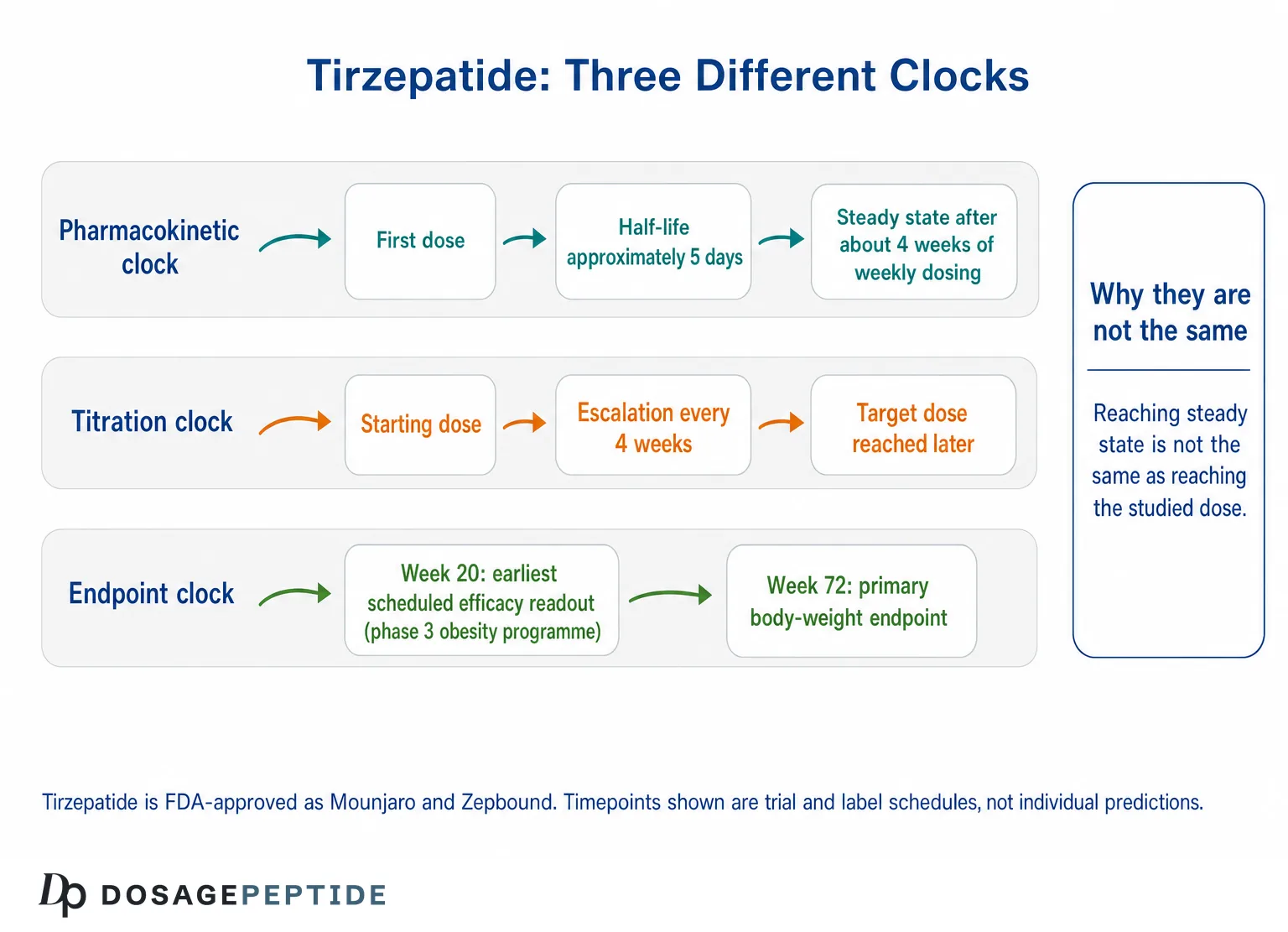 Schema comparing tirzepatide pharmacokinetic, titration and trial endpoint timelines