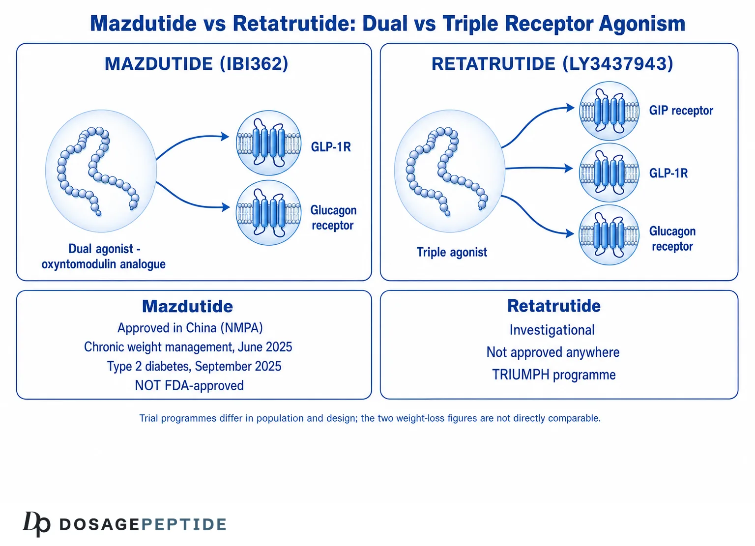 Mazdutide as a GLP-1 and glucagon dual agonist compared with retatrutide as a GIP, GLP-1 and glucagon triple agonist, with regulatory status