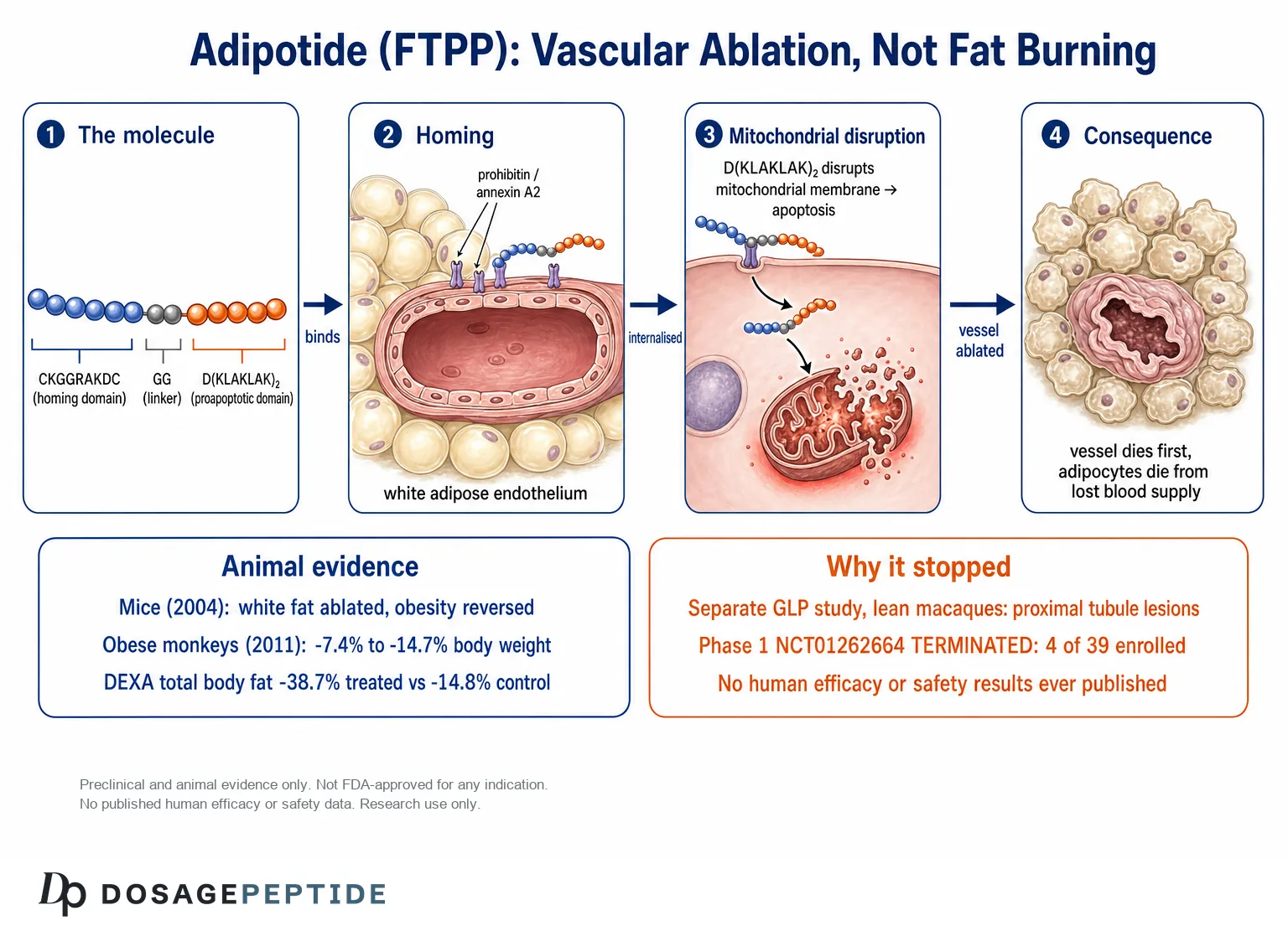 Adipotide FTPP mechanism diagram: homing domain CKGGRAKDC binds prohibitin and annexin A2 on white adipose endothelium, D(KLAKLAK)2 disrupts mitochondria, vessel dies before adipocytes