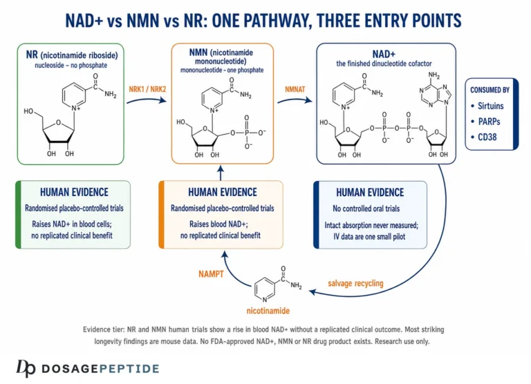 NAD+ vs NMN: How the Precursors Differ and What Human Data Show