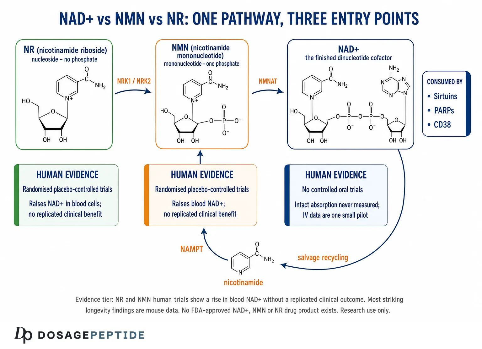 NAD+ vs NMN: How the Precursors Differ and What Human Data Show