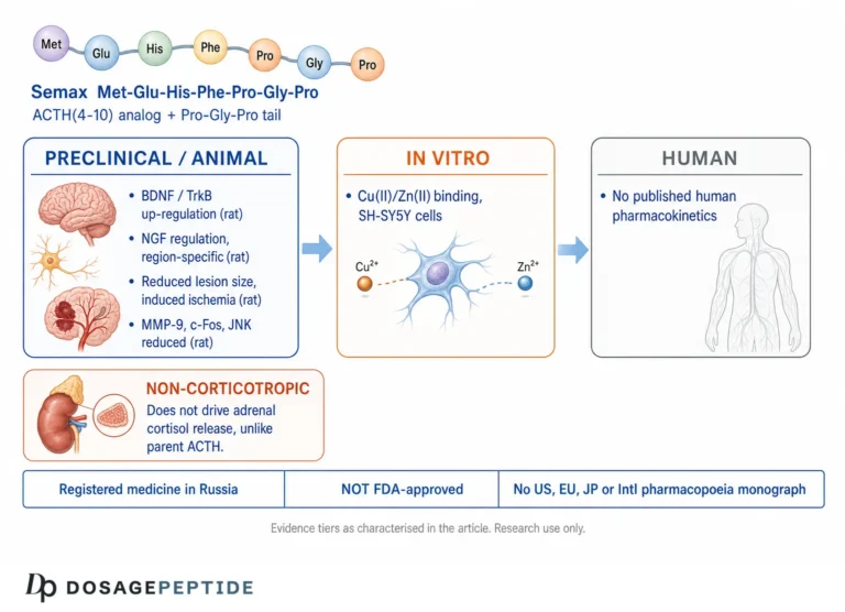 What Is Semax? The Russian Nootropic Peptide, Examined