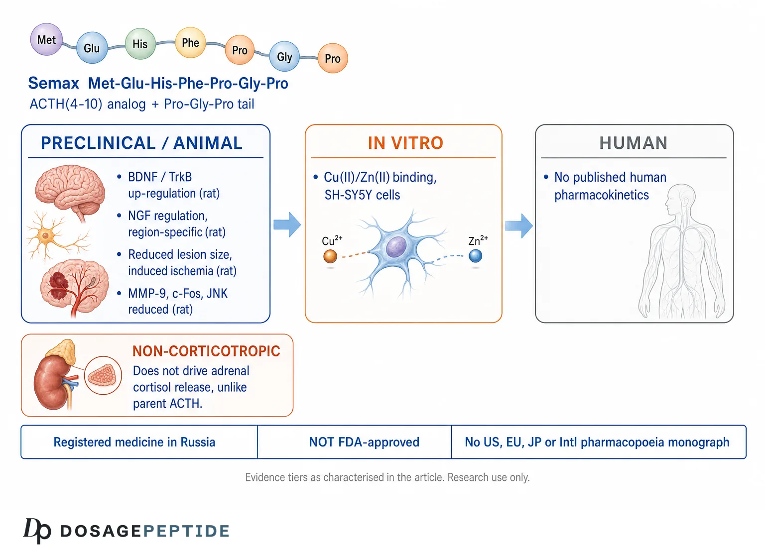 What Is Semax? The Russian Nootropic Peptide, Examined