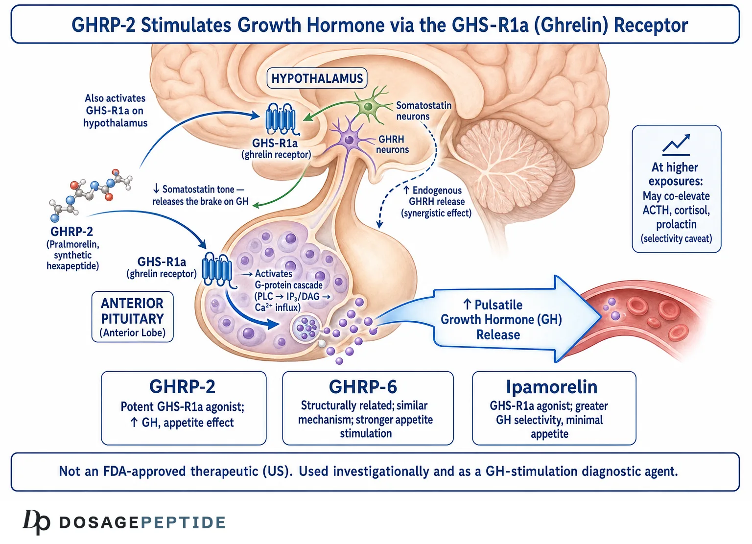 Diagram: GHRP-2 stimulates growth hormone via the GHS-R1a ghrelin receptor on the anterior pituitary