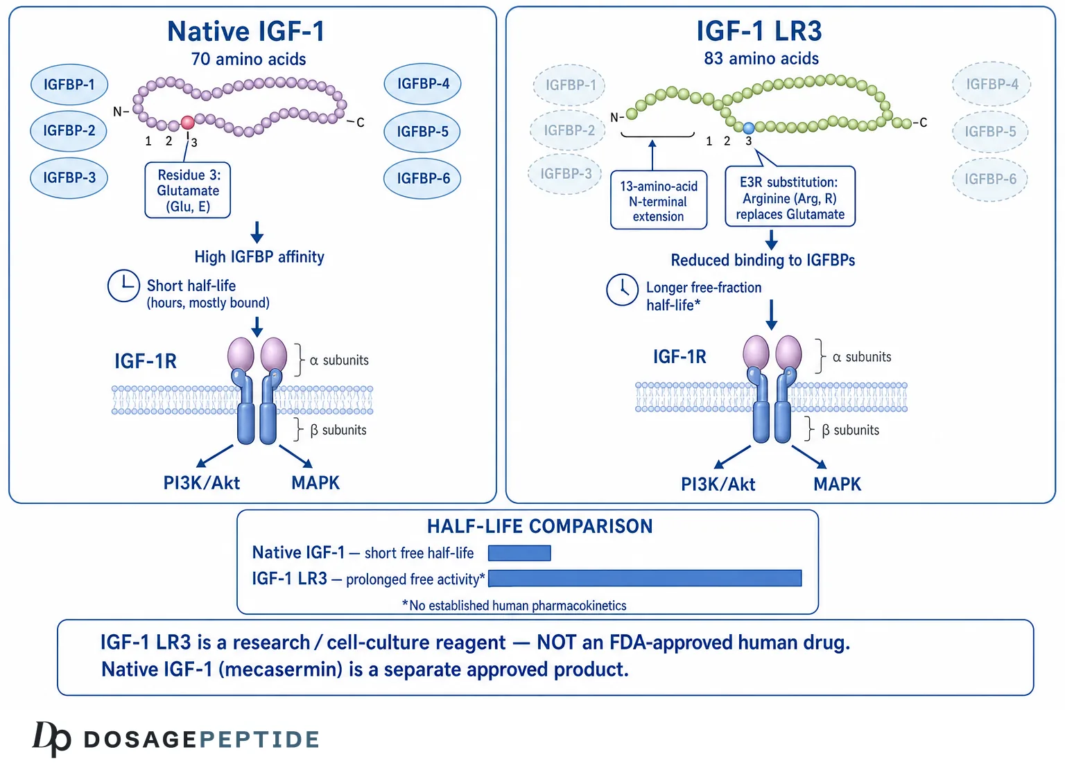 Diagram comparing native IGF-1 and IGF-1 LR3 structure, IGFBP binding and half-life