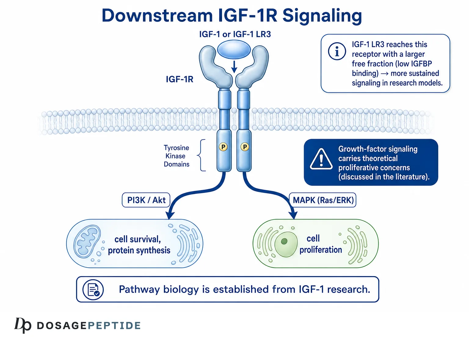 What Is IGF-1 LR3? Mechanism, Half-Life & How It Differs from Native IGF-1