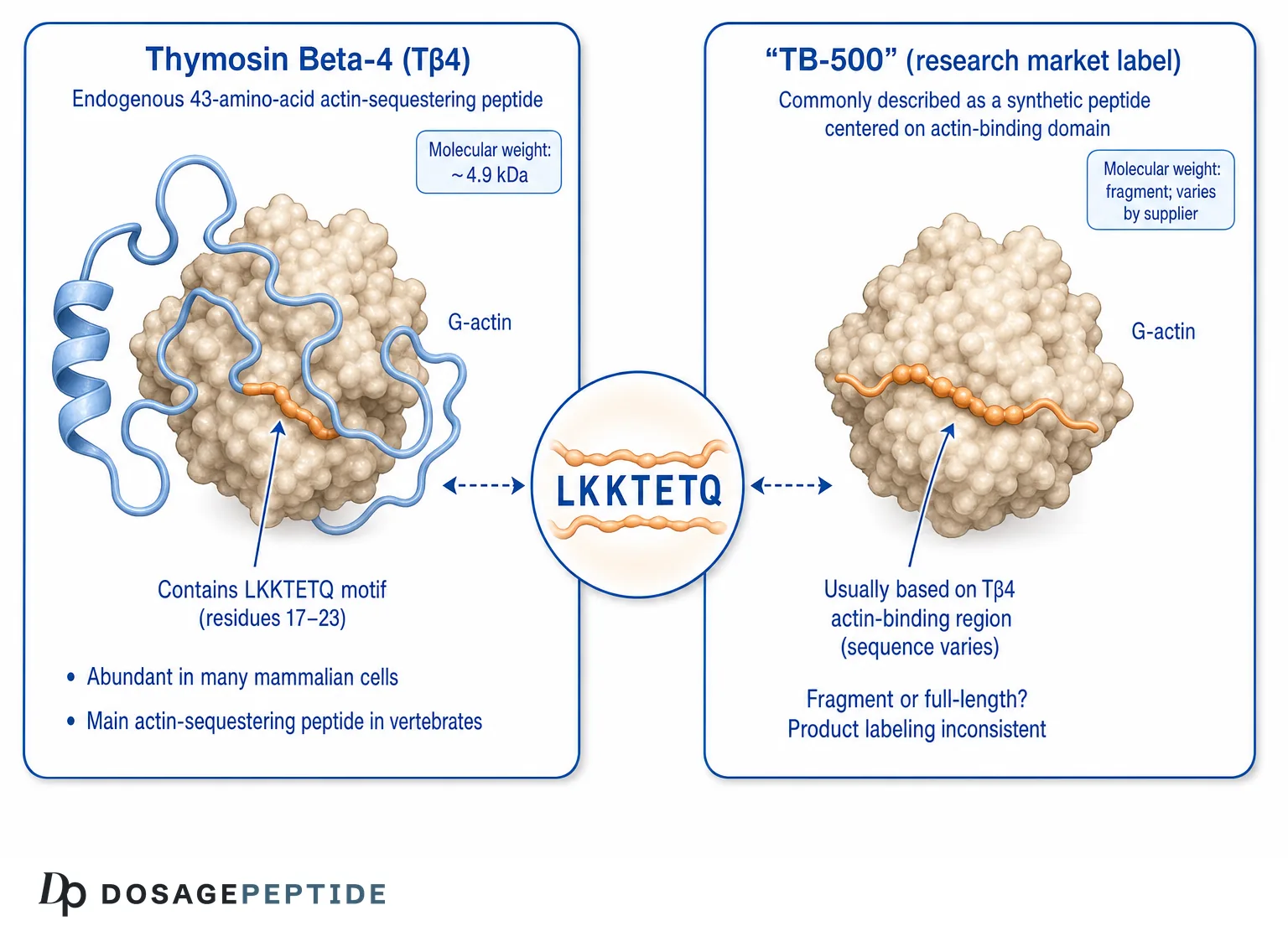 Comparison of Thymosin Beta-4 and TB-500 actin-binding structure and the shared LKKTETQ motif