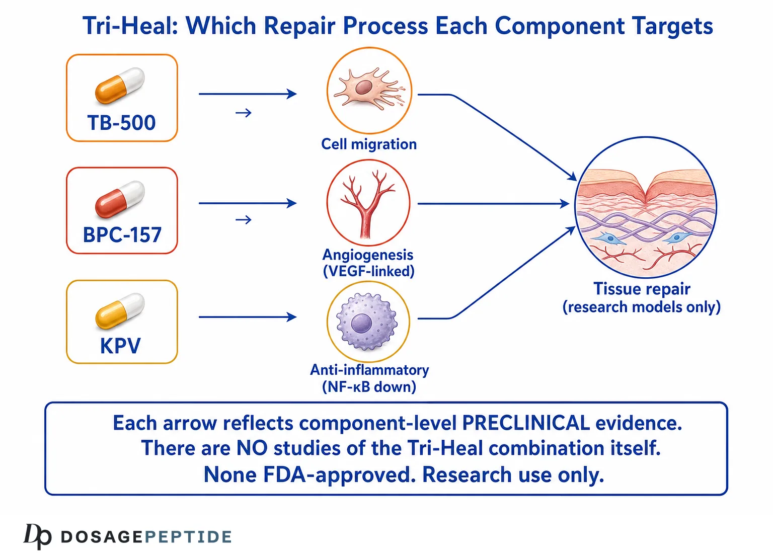What Is Tri-Heal? The TB-500 + BPC-157 + KPV Recovery Blend Explained